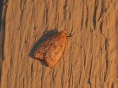 Machimia tentoriferella