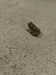 Anaxyrus americanus charlesmithi