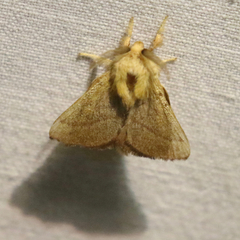 Malacosoma disstria