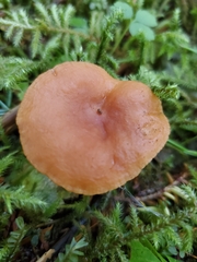 Lactarius subviscidus