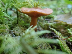 Lactarius subviscidus