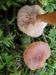 Lactarius subviscidus