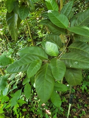 Coccoloba diversifolia