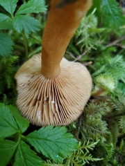 Lactarius subviscidus