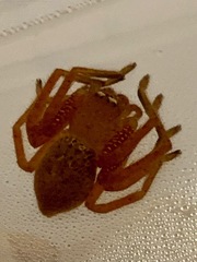 Neosparassus diana