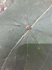 Leiobunum blackwalli