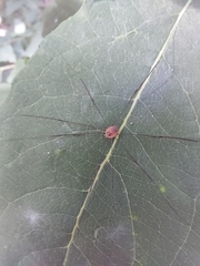 Leiobunum blackwalli