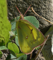 Colias philodice eriphyle