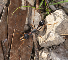 Myrmecia arnoldi
