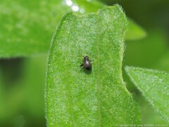 Microtechnites bractatus