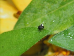 Microtechnites bractatus