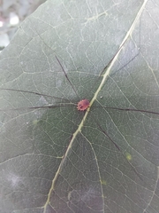 Leiobunum blackwalli