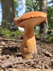 Polyporus