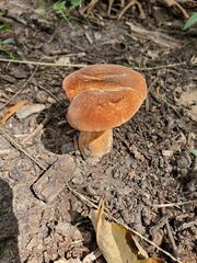 Polyporus