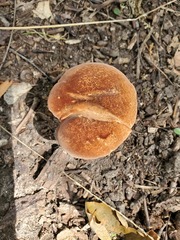 Polyporus