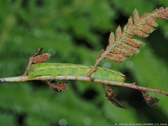 Callopistria floridensis
