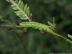 Callopistria floridensis