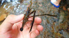 Macrobrachium asperulum