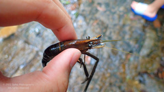 Macrobrachium asperulum