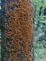 Xanthomendoza weberi