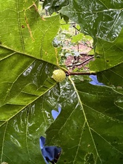 Amphibolips