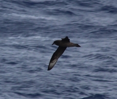 Pterodroma neglecta