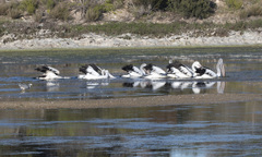 Pelecanus conspicillatus