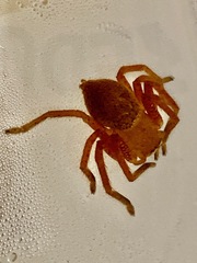 Neosparassus diana