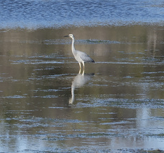 Egretta novaehollandiae