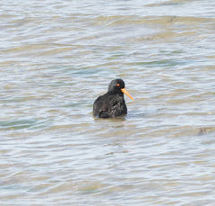 Haematopus fuliginosus