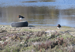 Haematopus longirostris
