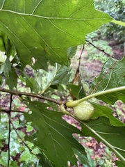 Amphibolips