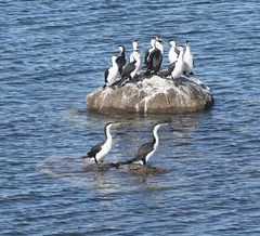 Phalacrocorax fuscescens