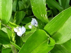 Commelina diffusa