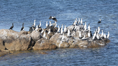 Phalacrocorax varius