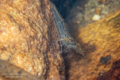Caridina cantonensis