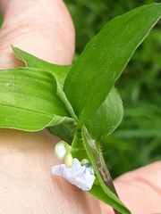 Commelina diffusa
