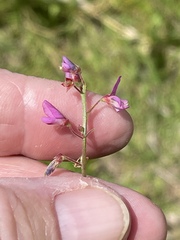 Desmodium incanum