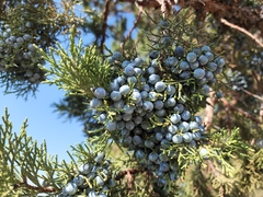 Juniperus occidentalis