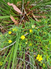 Hibbertia riparia