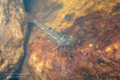 Caridina cantonensis
