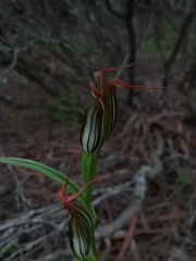 Pterostylis recurva