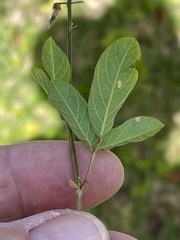 Desmodium incanum