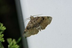 Metalectra quadrisignata