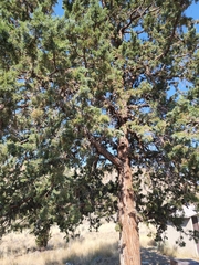 Juniperus occidentalis