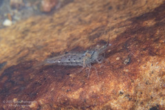 Caridina cantonensis