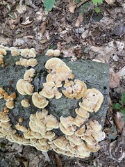 Mensularia radiata