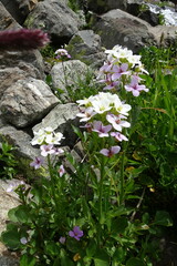 Cardamine raphanifolia acris