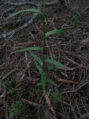 Pterostylis recurva