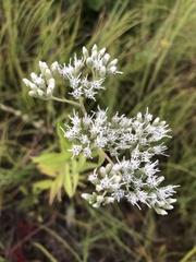 Eupatorium altissimum